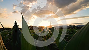 Watering the corn crops with a water sprinkler irrigation system in the evening