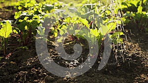 Watering the crop, fresh organic beets on field of farm in sunset light.