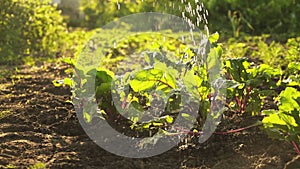 Watering the crop, fresh organic beets on field of farm in sunset light.