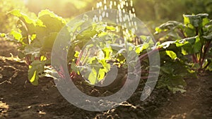 Watering the crop, fresh organic beets on field of farm in sunset light. Summer harvest, close up.