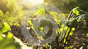 Watering the crop, fresh organic beets on field of farm in sunset light. Summer harvest, close up, macro.