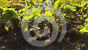 Watering the crop, fresh organic beets on field of farm in sunset light. Summer harvest, close up, slow motion.