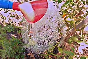 Watering of the crop, water pours from the watering can on the bushes with tomatoes