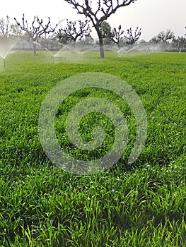 Watering crops with Irrigation system using sprinklers on a strawberry field