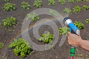 Watering crops with a rainbow