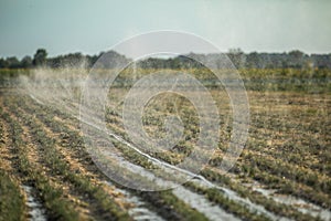 Watering the field