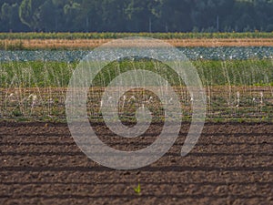 Watering the field