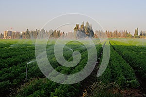 Watering field carrots