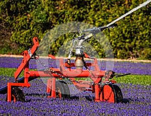 Watering a field of purple flowers
