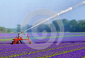 Watering a field of purple flowers