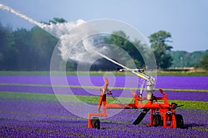 Watering a field of purple flowers