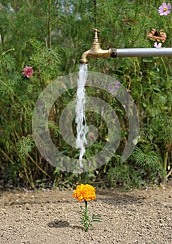 Watering flower