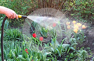 Watering the flower beds with tulips from the hose