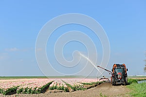 Watering the flower bulbs