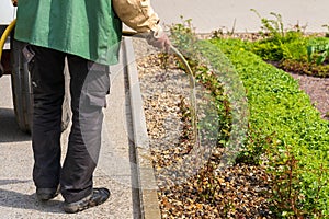 Watering flowerbeds with water by city services. Background with selective focus and copy space