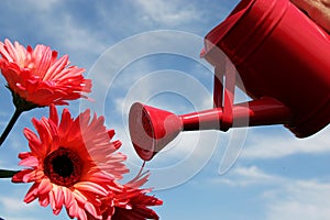 Watering flowers