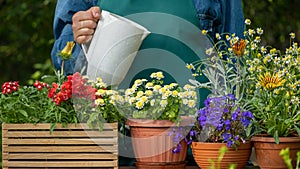 Watering flowers in a pot. Sprays water on flowerpots in the garden, florist working