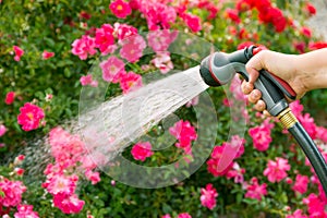 Watering flowers photo