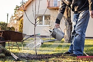 Watering freshly planted fruit tree in garden