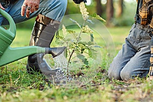 Watering a freshly planted oak sapling into the ground among other trees in the forest. Save the nature concept.