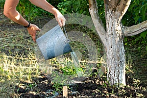 Watering a fruit apple tree in the garden from a metal bucket. Farmer watering fruit tree in orchard, bleached apple tree trunk