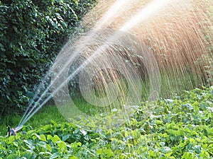 Watering garden