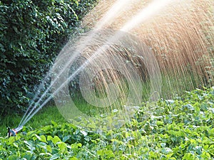 Regando jardín 