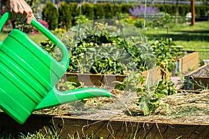 Watering garden cucumbers with a watering can. Gardening concept photo