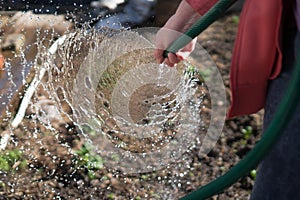 Watering garden equipment - womanâ€™s hand clamps a hose for watering plants. Gardener with watering hose and sprayer water on the