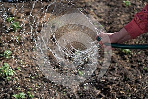 Watering garden equipment - womanâ€™s hand clamps a hose for watering plants. Gardener with watering hose and sprayer water on the