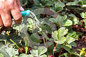 Watering the garden strawberry water from the hose