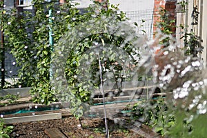 Watering garden trees, the flow of water is out of focus against the background of pear growing in the garden