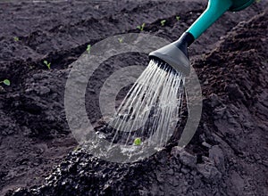 Watering the garden is a troublesome business: a watering can waters rows of garden crops, a close-up, a place for text