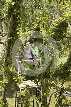 Watering grapes