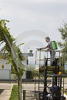 Watering grapes