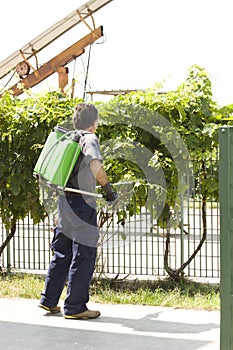 Watering grapes