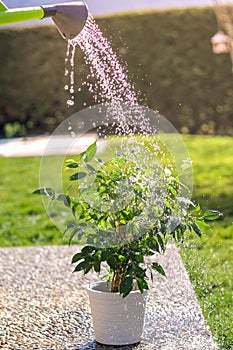 Watering green flower pot in garden at bright sunny summer day from watering can.