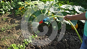 Watering green plants growing in fertile soil in the garden. Farmer pouring water from watering can on young seedlings