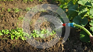 Watering green plants growing in fertile soil in the garden. Farmer pouring water from watering can on young seedlings