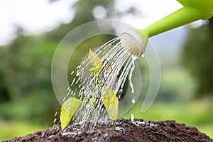 Watering growing plants on complete soil. Concept of caring for the environment