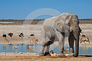 Watering hole, Etosha National Park, Namibia