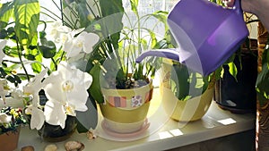 Watering home flowers from a watering can.