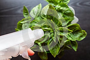 Watering home plants concept: woman hand going to spray basil plant with the black background - Image