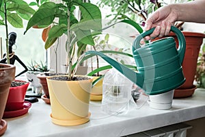 Watering a houseplant from a watering can