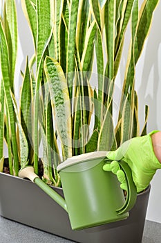 Watering a houseplant from a watering can. Care, cultivating and watering indoor plants