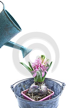 Watering the hyacint photo