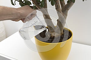 Watering indoor plant