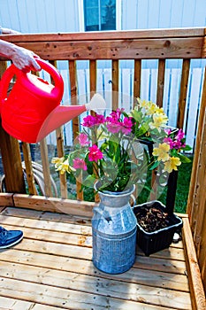 Watering the Iris\`s on the deck. Calgary, Alberta, Canada