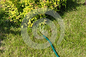 Watering a Japanese spirea bush from a flexible garden hose lying on the lawn on a sunny summer day