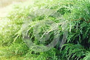 Watering juniper on a lawn, splashing water